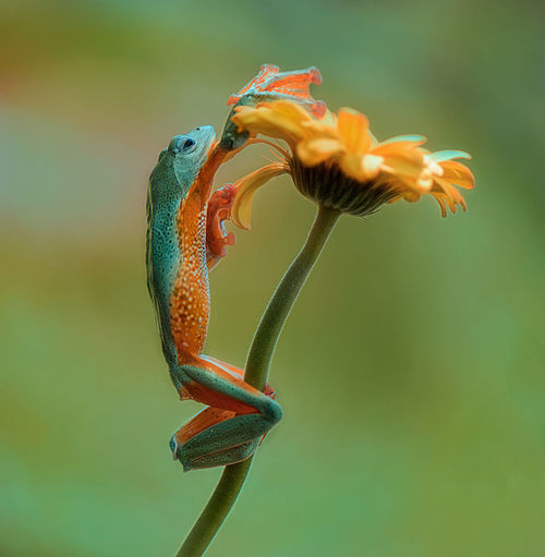 Frog and flower at summer