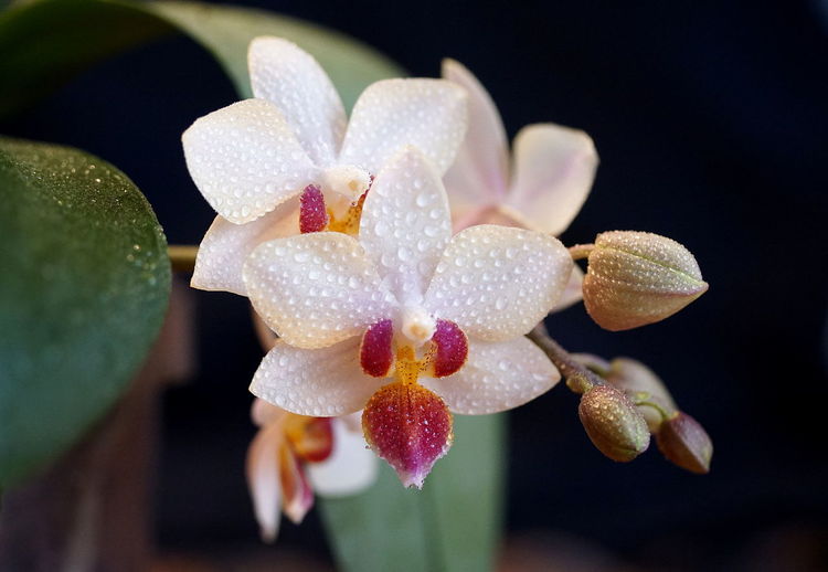 Close-up of wet white orchid 
