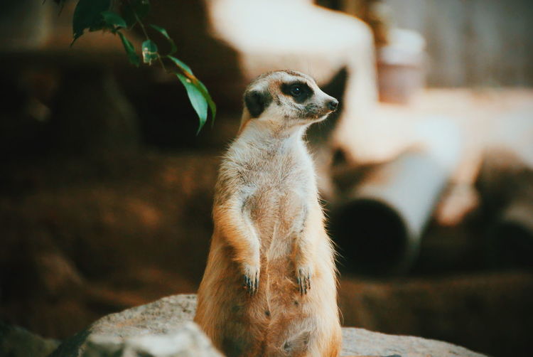 Meerkat looking away while standing on rock