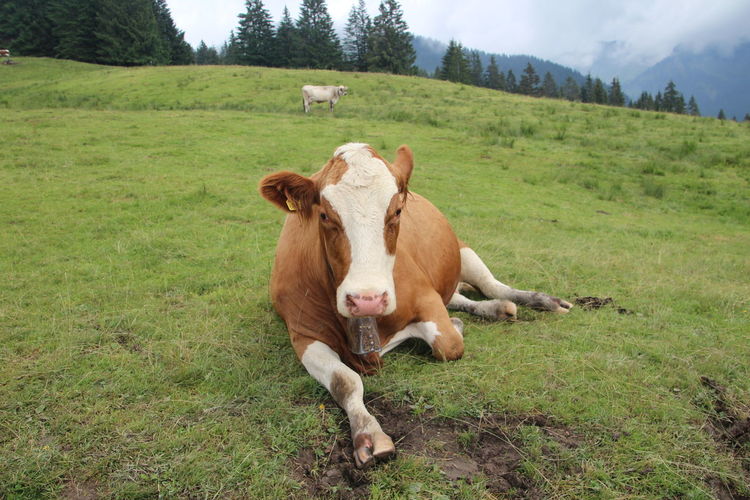 Portrait of cow relaxing on grassy field