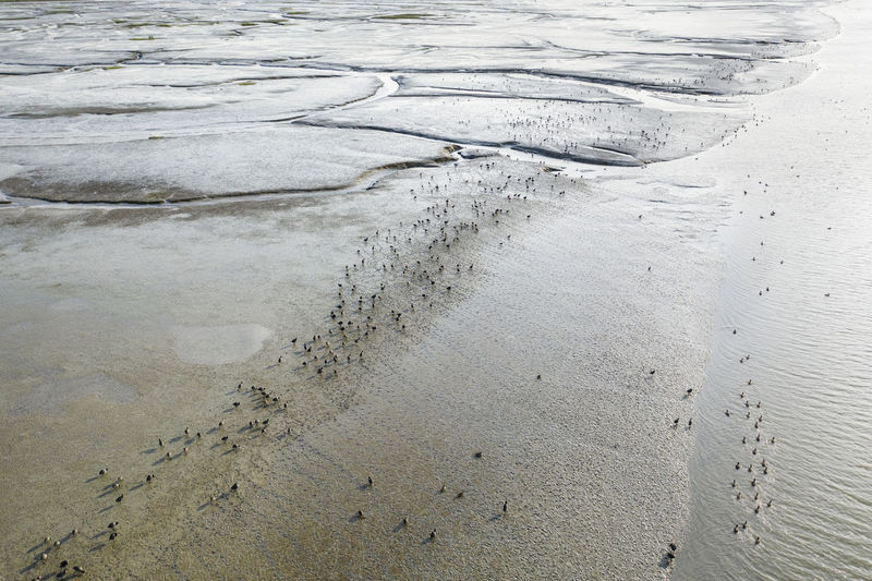 Hundreds of bird dot marsh land looking for lunch in the sf bay