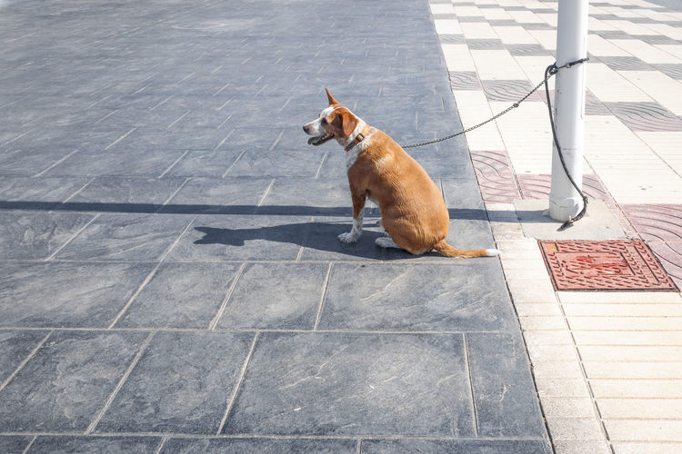 A small dog tied to a lamppost waits patiently and happily on the street of a city for its owners.