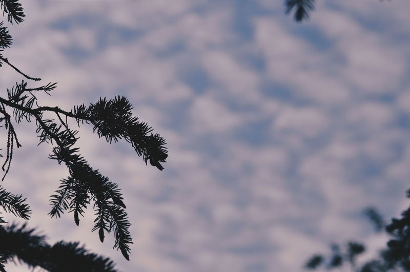 Trees against sky