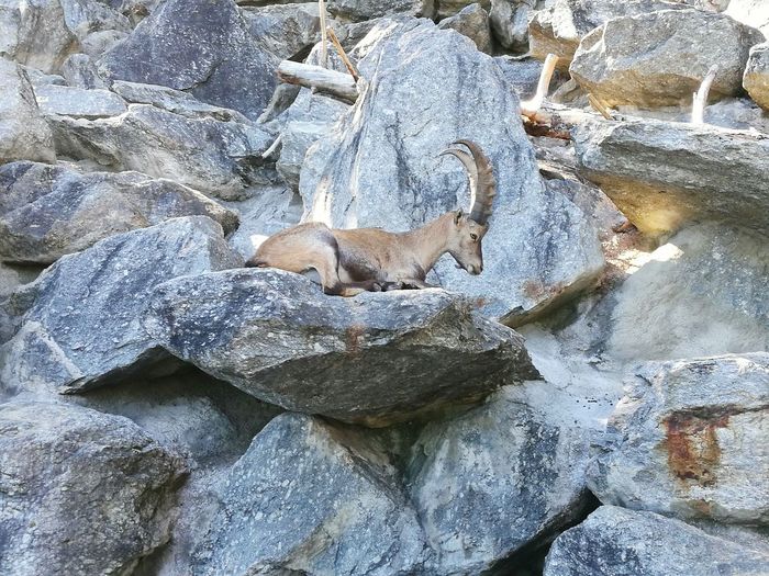 Alpine ibex resting on rock at alpenzoo innsbruck