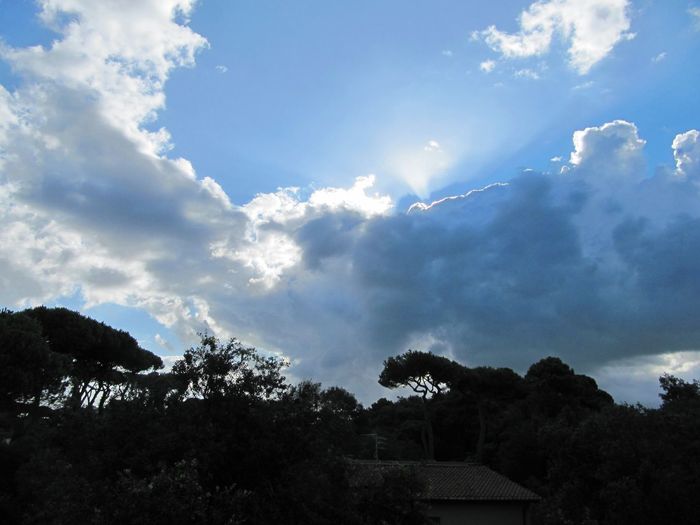Low angle view of trees against blue sky