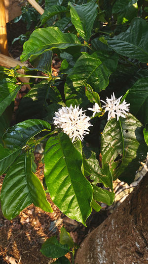 High angle view of white flowering plant