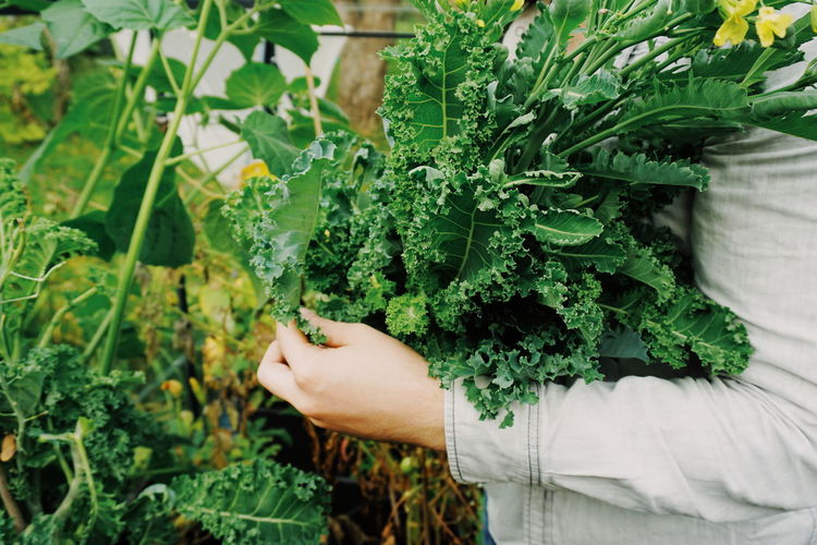 Cropped image of person holding plant leaves