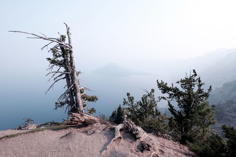 Dead tree on mountain against sky
