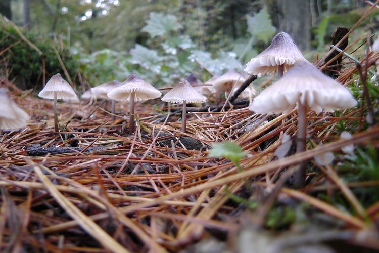 Surface level of mushroom