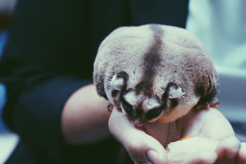 Close-up of hand holding sugar glider