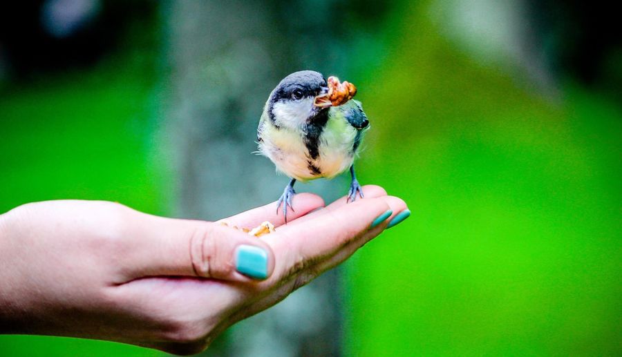 Cropped hand of woman feeding bird