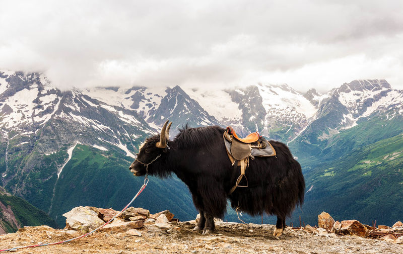 Yak in the mountains