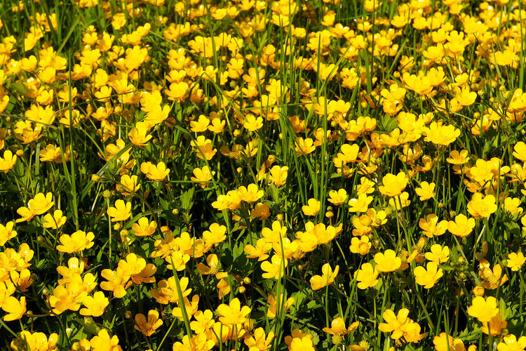 Buttercup, ranunculs flowers in bloom, crna mlaka