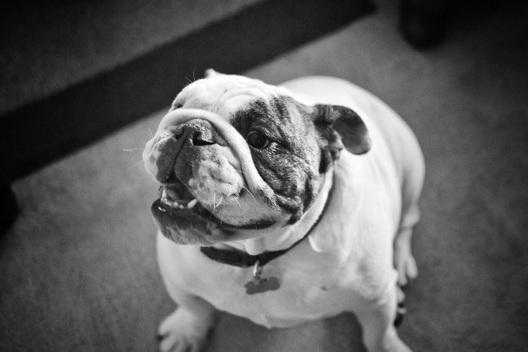 Close-up of dog at home