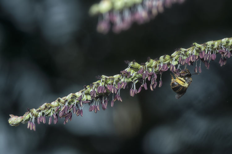 Asiatic honey bee on the paspalum flower.