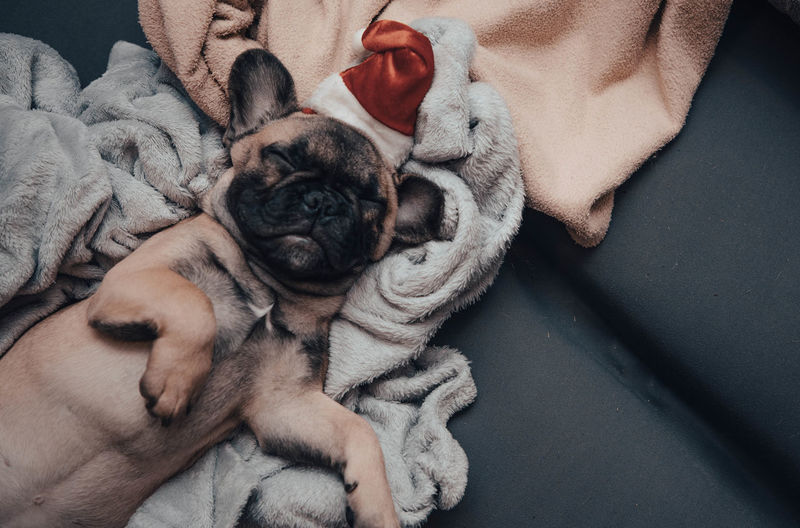 French bulldog puppy in santa hat sleeping on sofa.