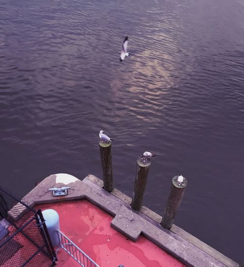 High angle view of seagulls on wooden posts at hudson river