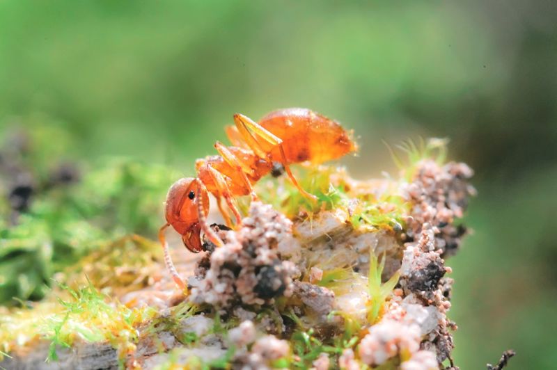 Citronella ant, or common yellow ant.