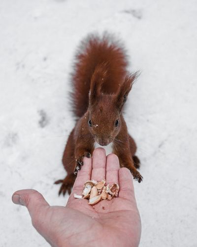 Person feeding squirrel