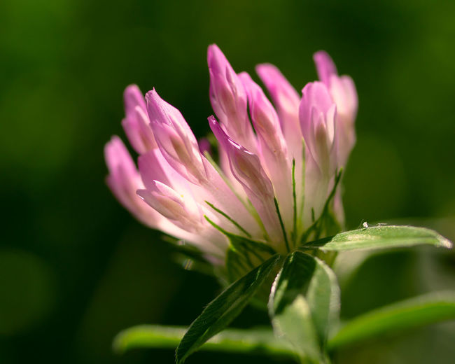 Close-up of pink flowering plant