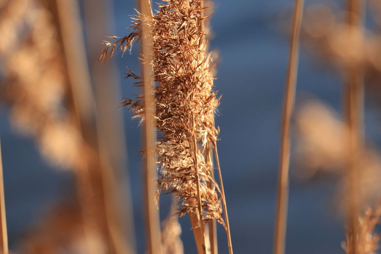 Close-up of wheat growing on field