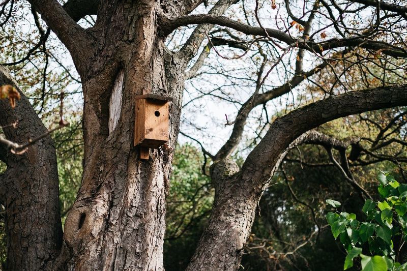 Low angle view of birdhouse on tree trunk