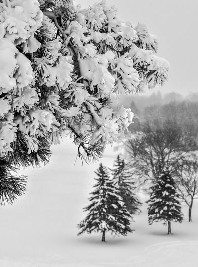 Trees on snow