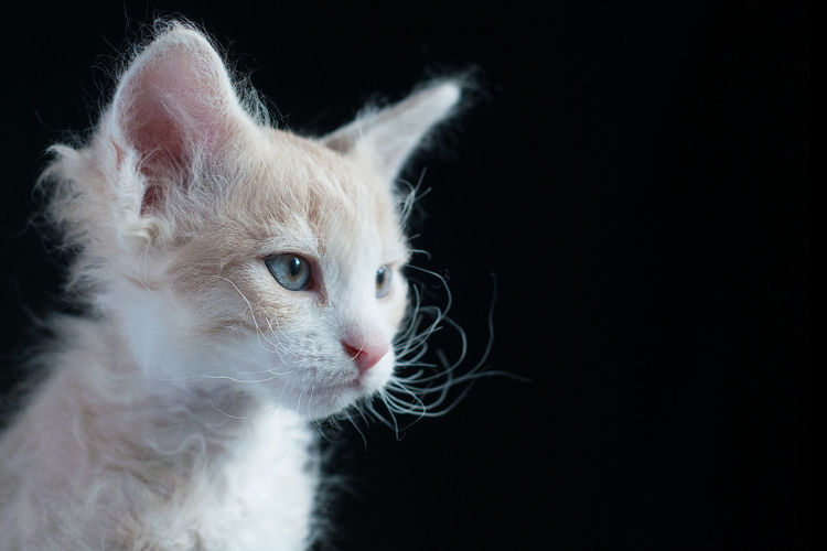 Close-up of cat