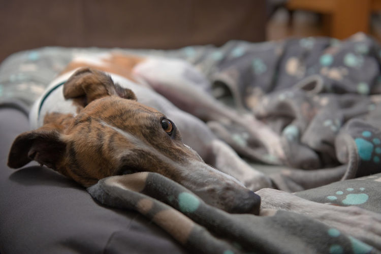 Very cute and adorable close up of an adopted rescue greyhound in her bed. beautiful brown eye