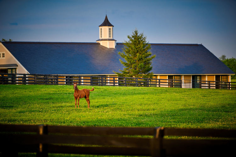 Young thoroughbred foal standing in a field with horse barn in the background.