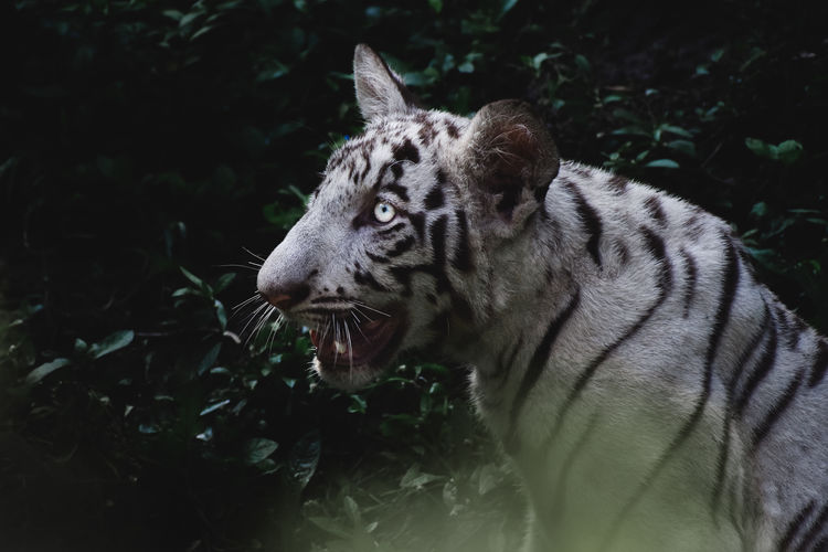 Close-up of a white tiger in jungle