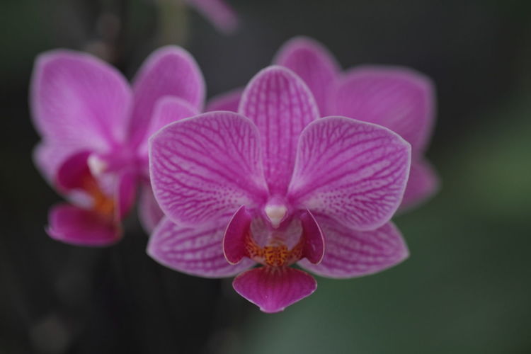 Close-up of pink orchids, phalaenopsis