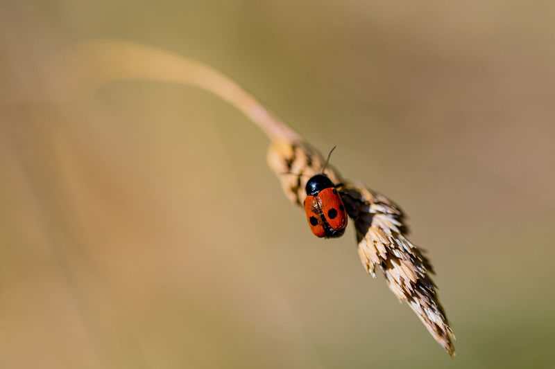 Ladybug perching on blade of wheat
