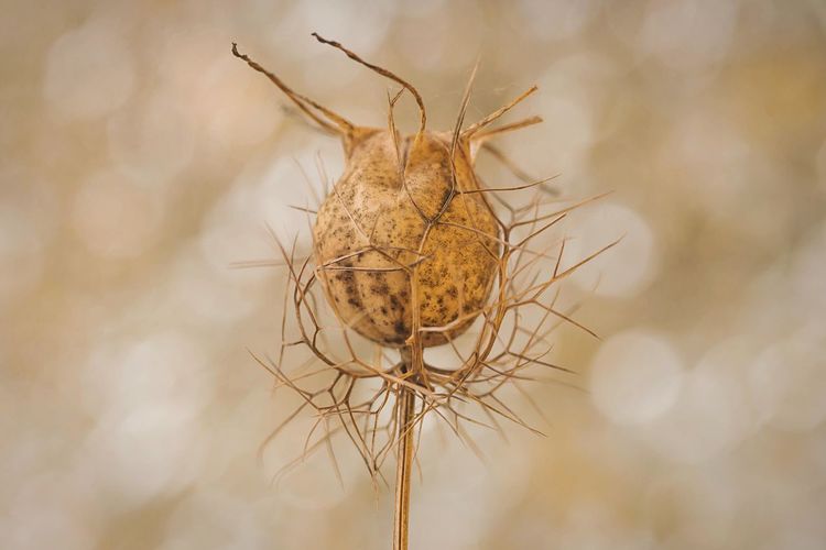 Close-up of wilted flower