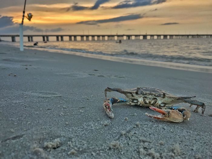 View of crab on beach during sunset