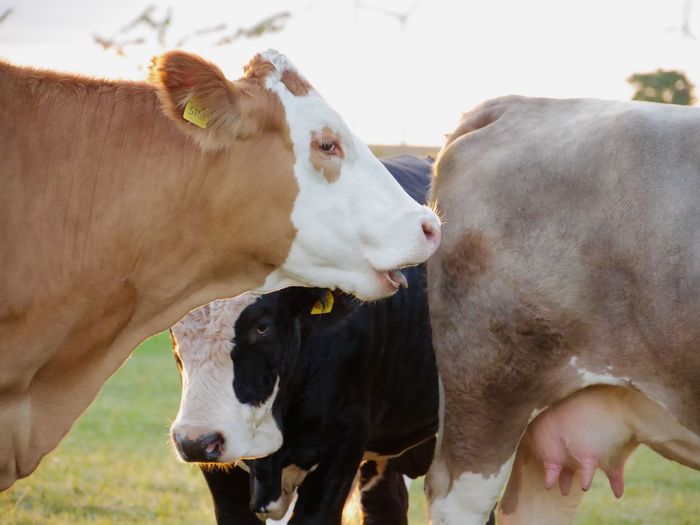 Cows standing on field