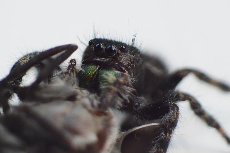 Close-up of jumping spider hunting housefly