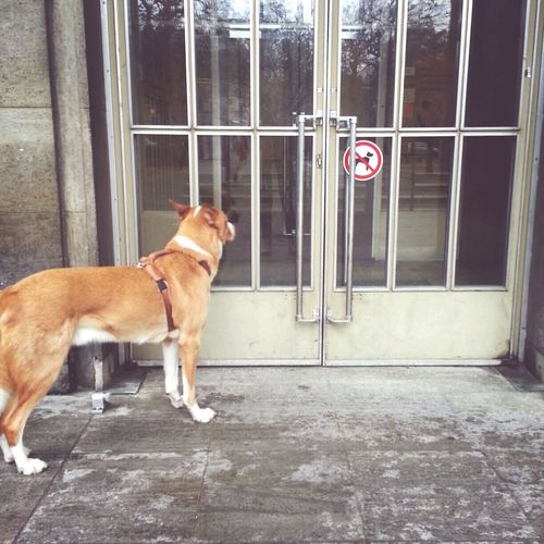 Dog standing in front of door