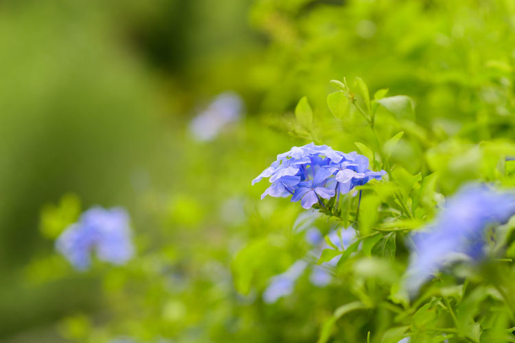 Plumbago auriculata widely known as plumbago capensis. other common names cape plumbago cape 