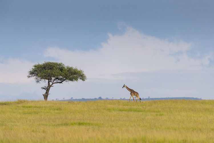 A giraffe walks in the savannah, in the background a cloudy sky