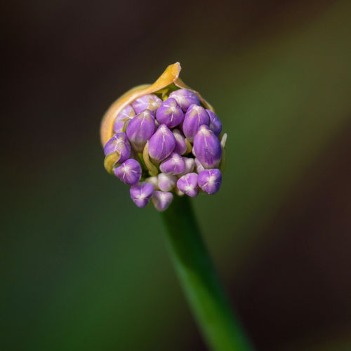 Close-up of purple flower buds