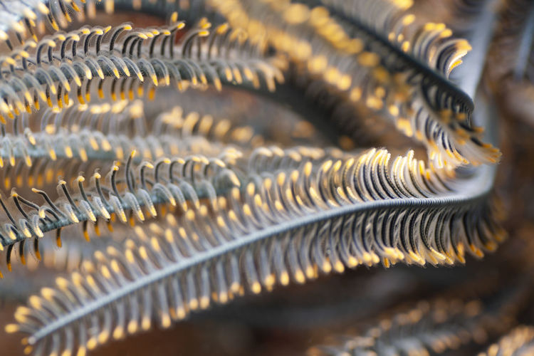 Full frame shot of plant