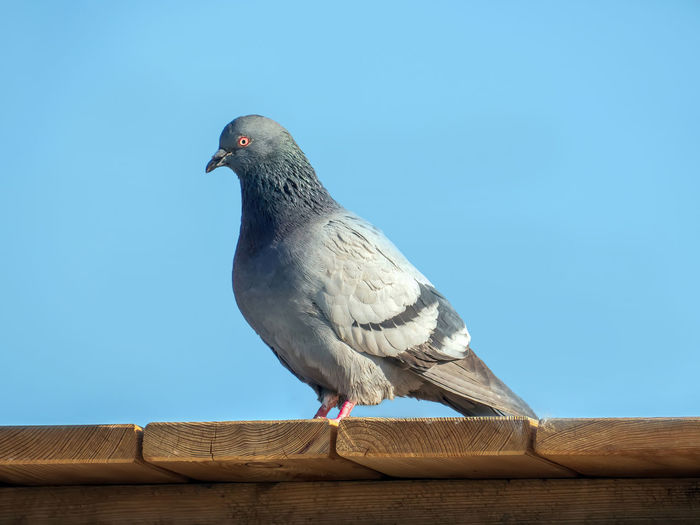 Close-up of bird perching on retaining wall against clear sky