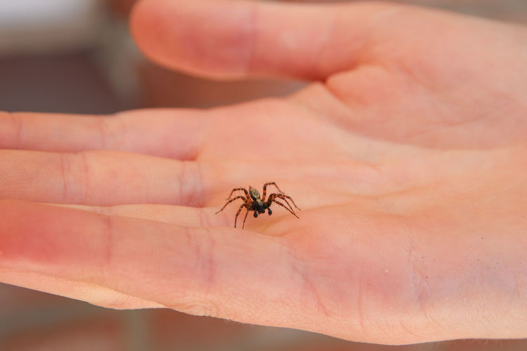 House spider crawling on a person's hand