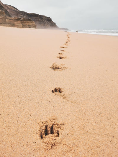 Dog beach footprints 