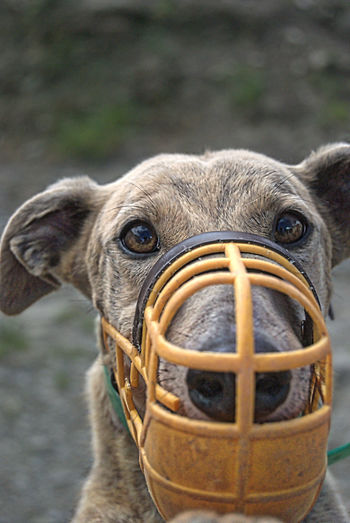 Portrait of greyhound wearing muzzle