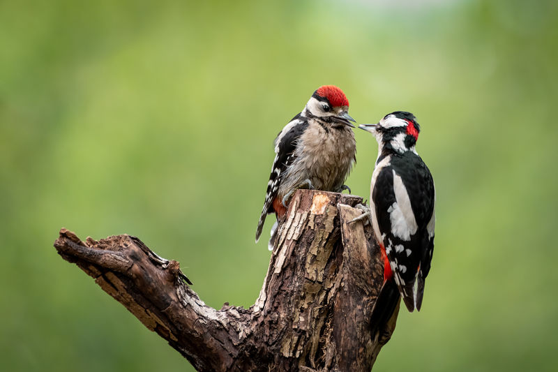 Close-up of birds perching on a tree  - woodpecker feeding