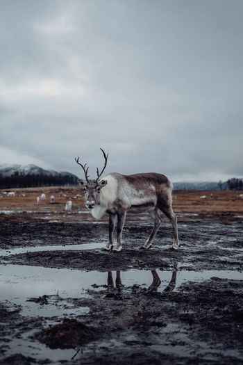 Deer standing on snow