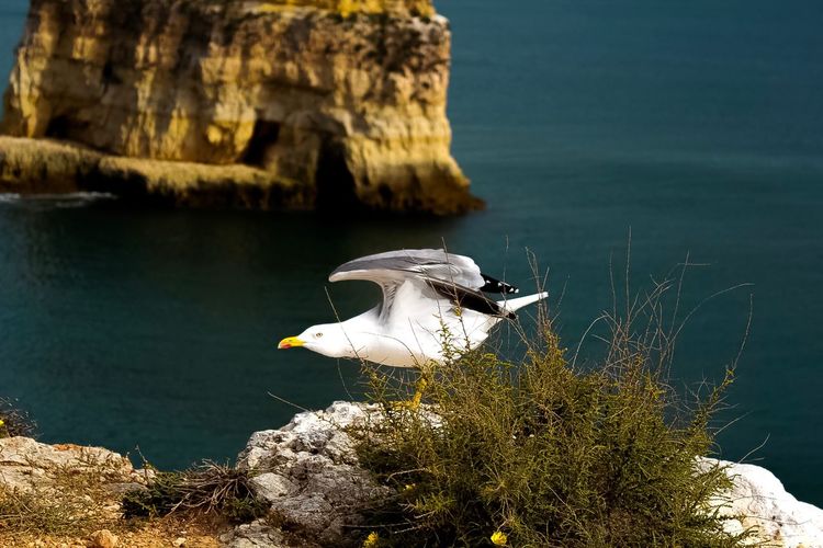 Seagull on rock by sea
