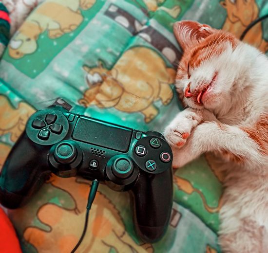 High angle view of cat sleeping with controller